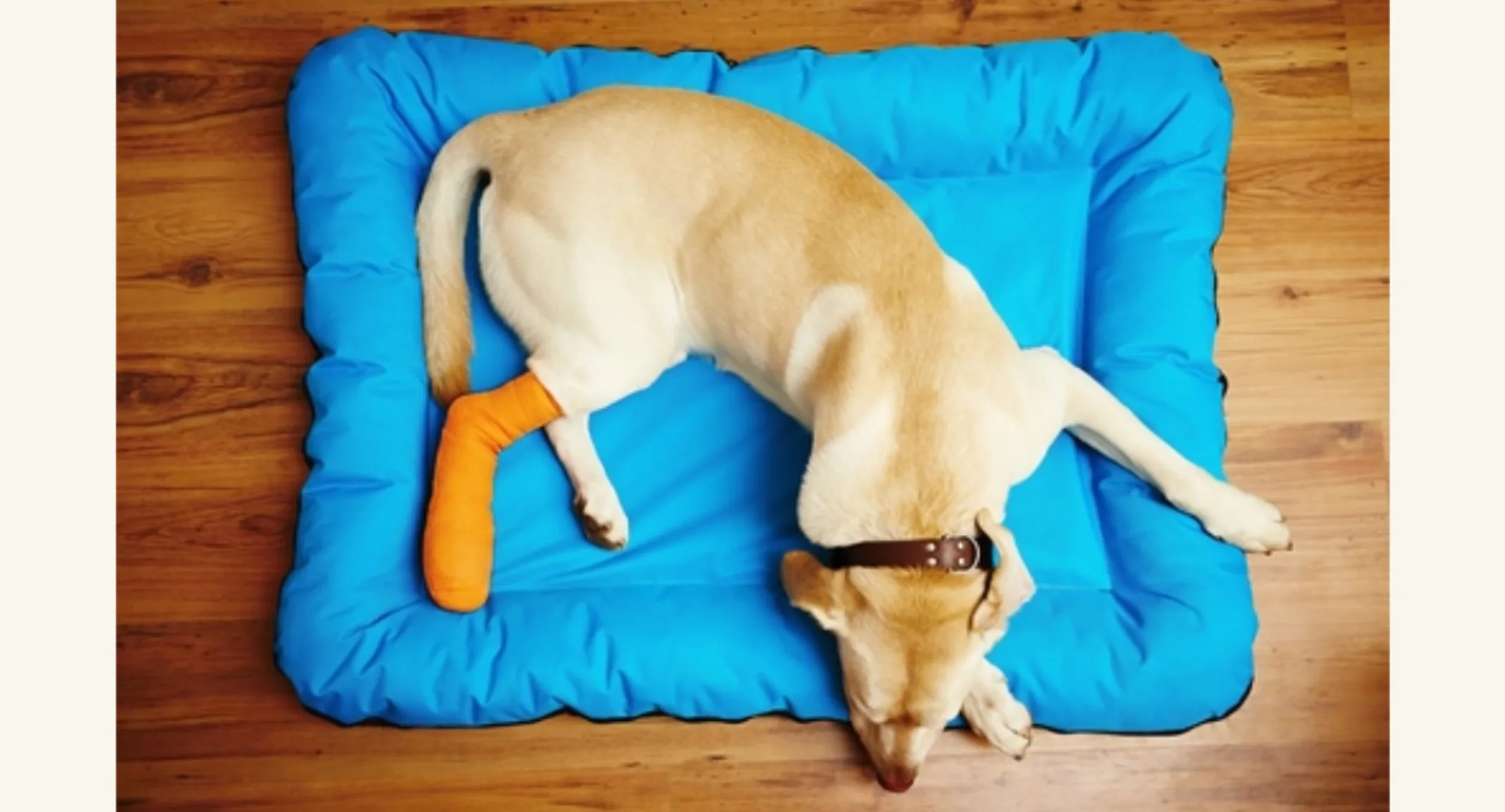 Brown Dog Lying on Blue Bed with Bandaged Leg